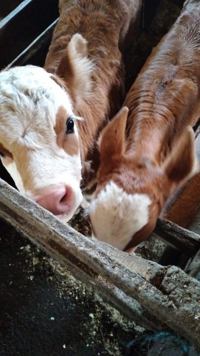 Vând viței asigur transport în România