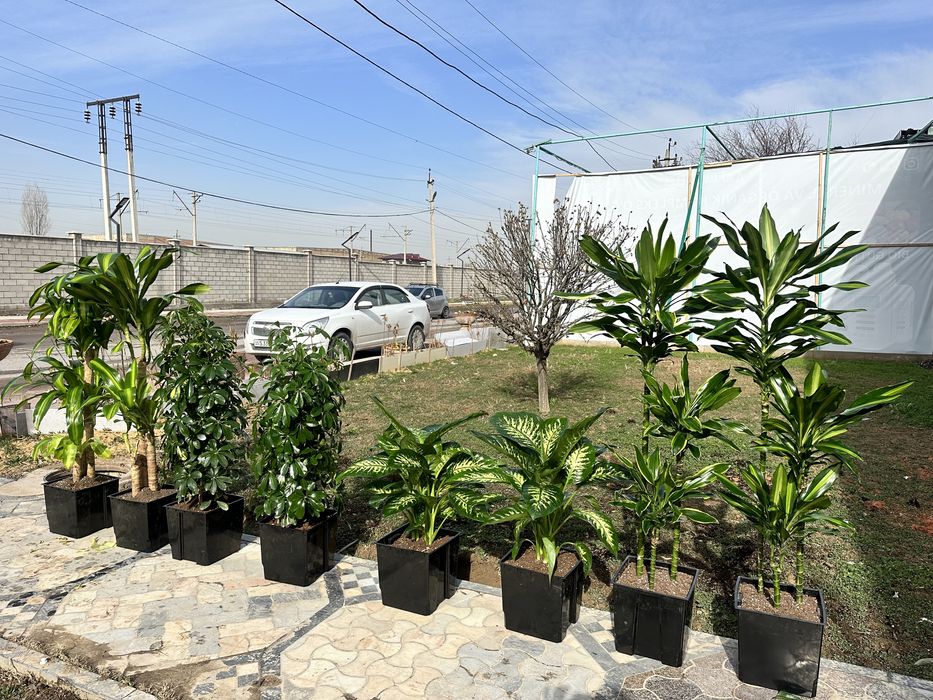 Распродажа! Растение + горшок gul + tuvak для офиса