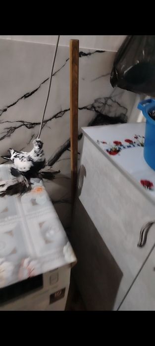 Голуби тараз двух чуби