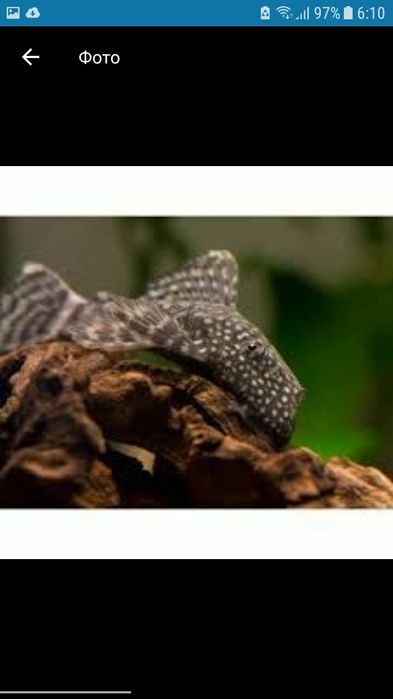 Продам сомиков анциструсов