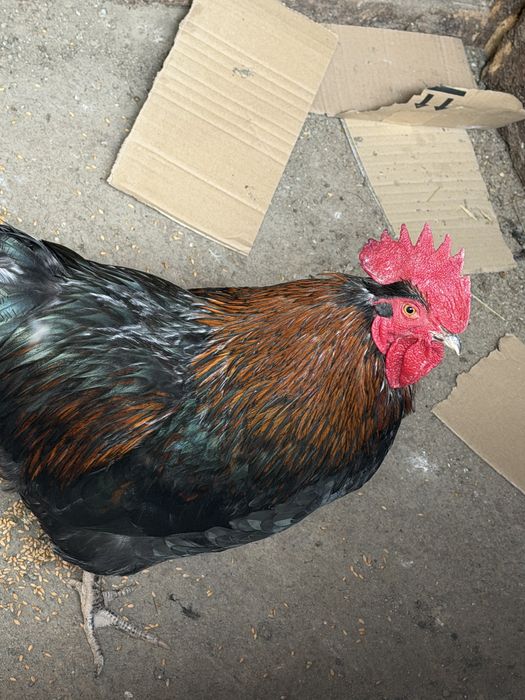 Vând cocoș Australorp
