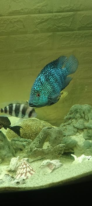 Продавам 1000л.аквариу,999ев.