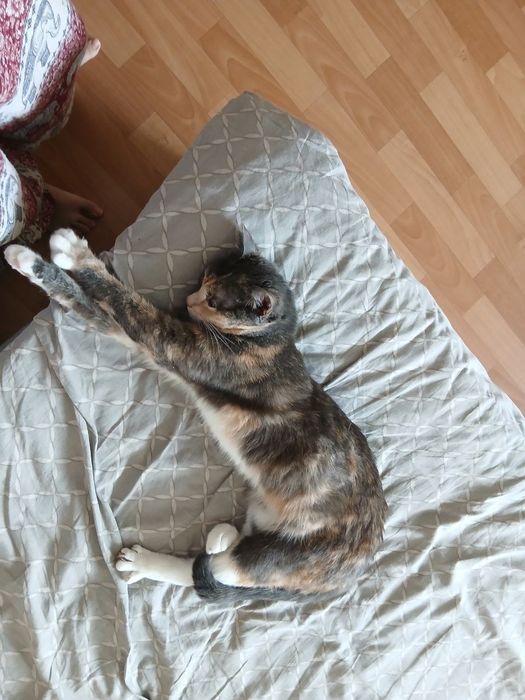 Пропала кошка,просьба сообщить если найдёте!