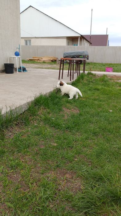 Щенок алабай продам