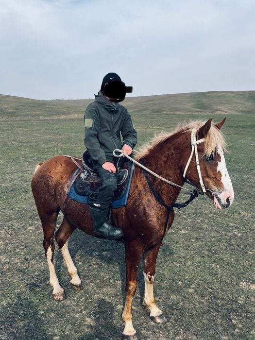 Дөнен шығар бойы 1.60