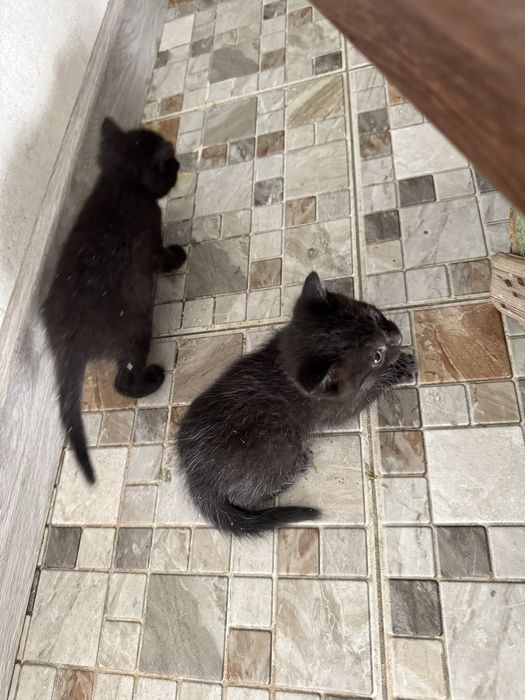 Отдам даром бомбейских новорожденных котят