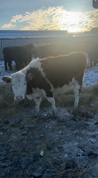 3 Белоголовые тёлки стельные