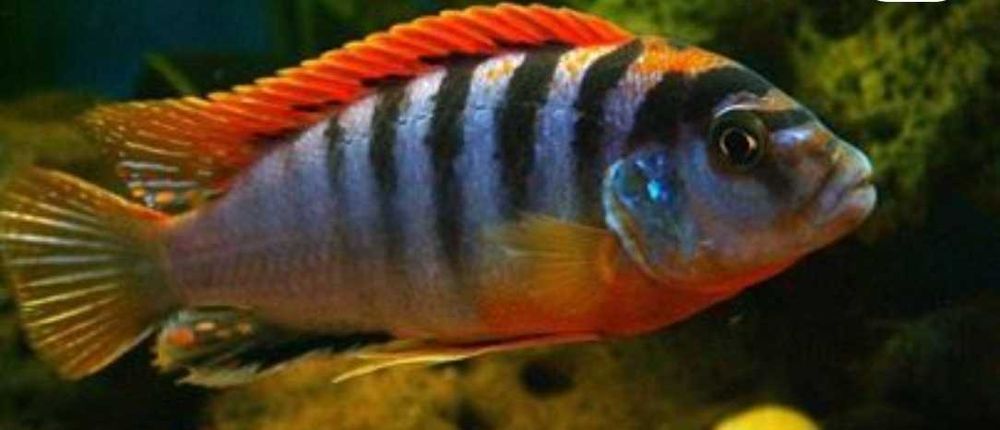Лабидохромис Хонги Шведен