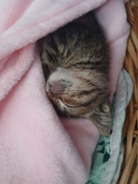 Отдам котёнка лапочку, в хорошие руки.