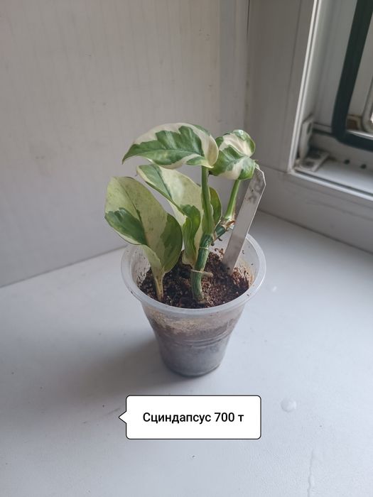 Продаю растюхи для дома