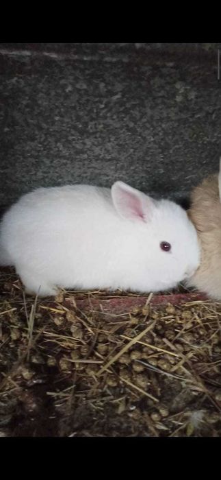 Декоративные, вислоухие срочно