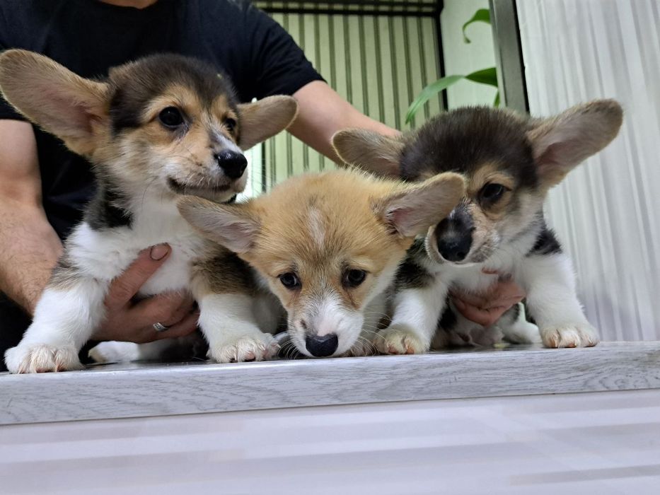 Здравствуйте продаются шикарные щенки Корги вельш Пемброк