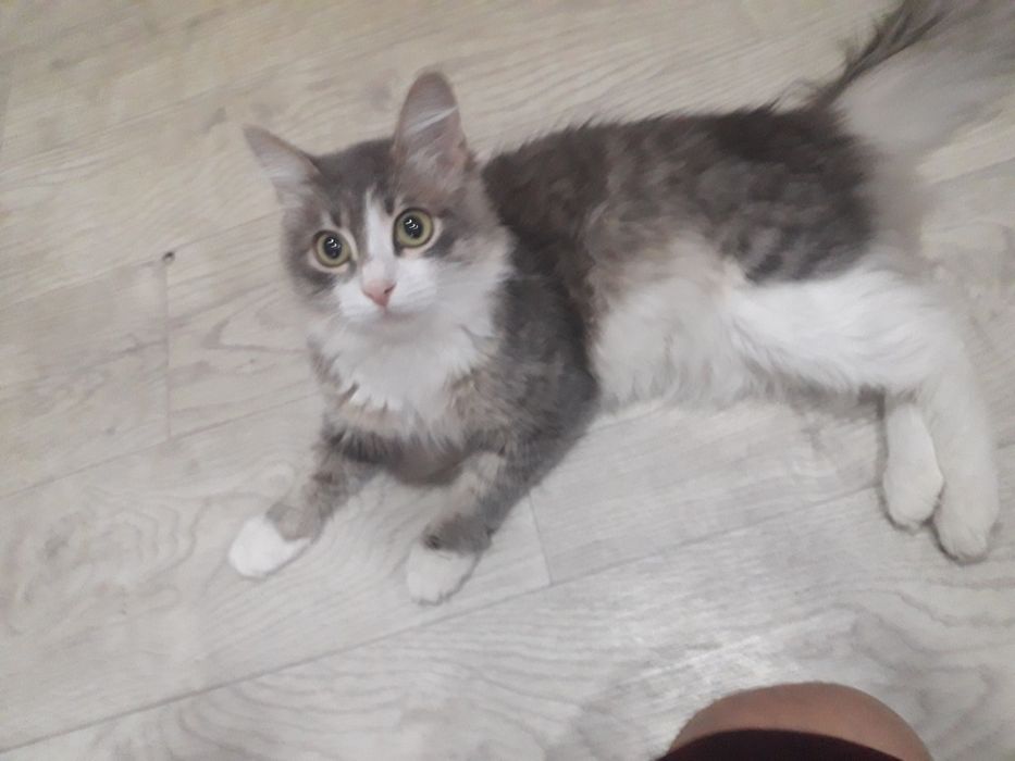 Отдам в добрые руки котика