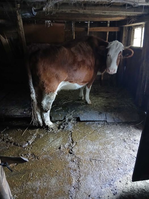 Vaca de vanzare gestanta