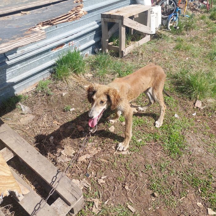 Қазақи тазы күшіктері