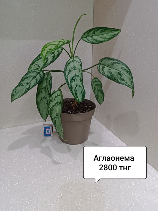 Цветы комнатные  в горшках