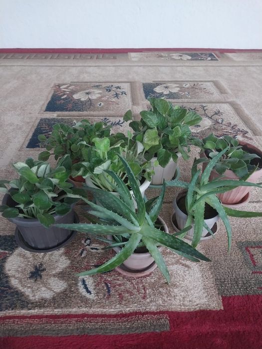 Продам цветы красивые