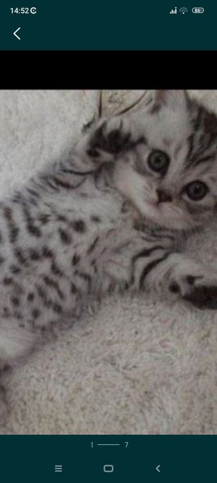 Вислоушки 1,5месяцев .Приученны.