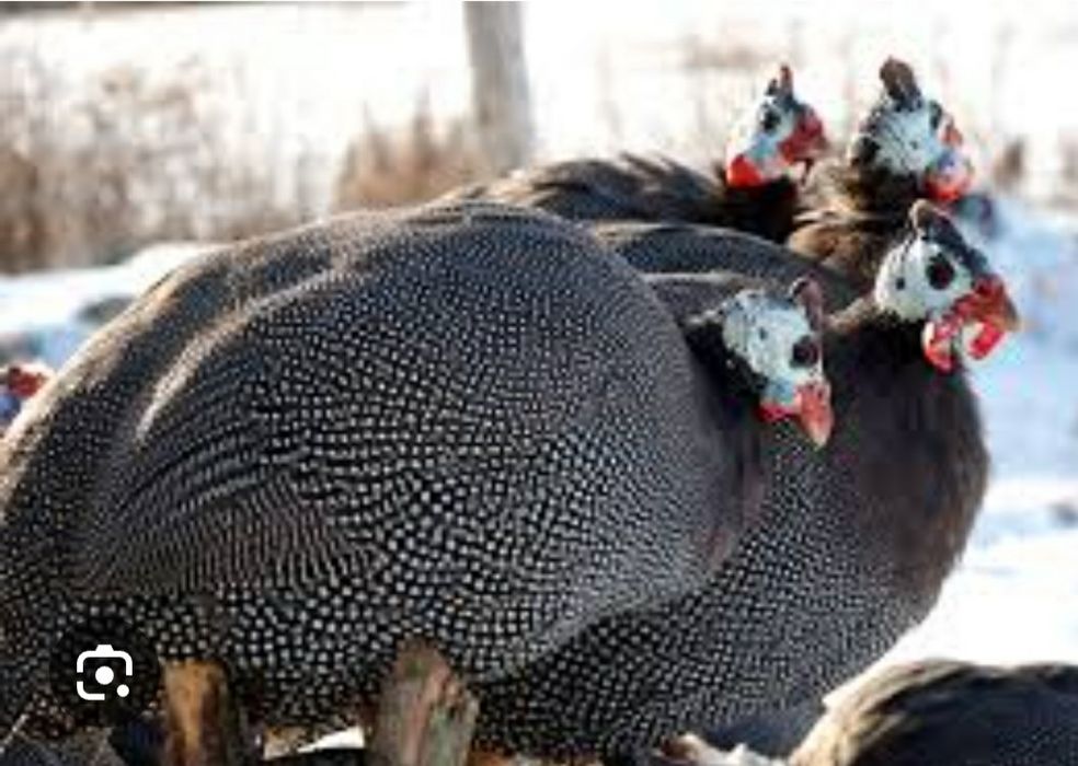 Bibilici (Cîțe) de vanzare