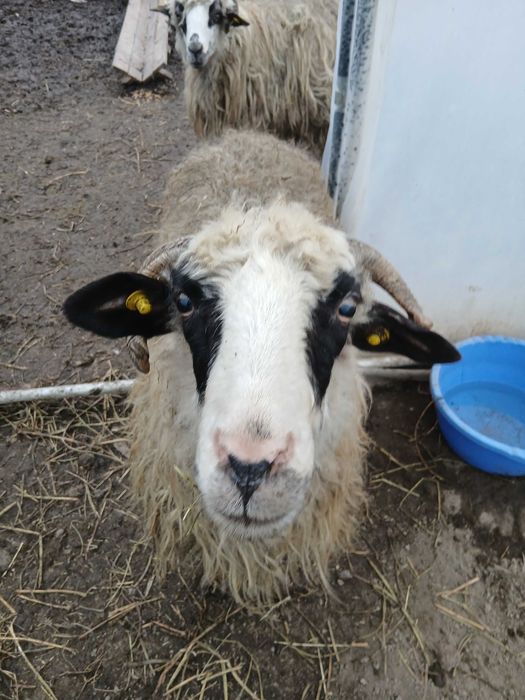 Oi de vanzare , sibiu