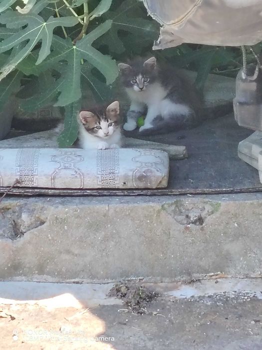 Котенца едно, и двумесечна, много симпатични