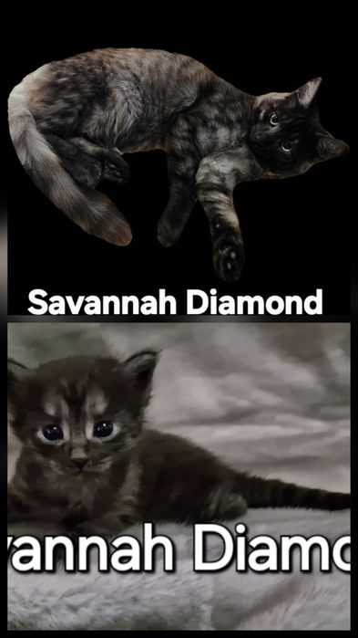 Саванна ф6 подростки