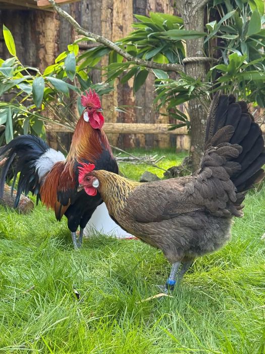 Брезе 4 цвята -Синьо ,бяло златна сьомга и сребърно-свободни яйца  кра