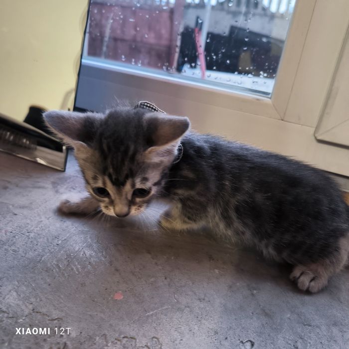 Котенок голубой бенгал