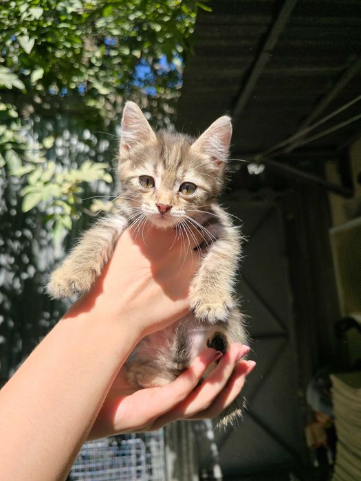 Котята ищут семьи!