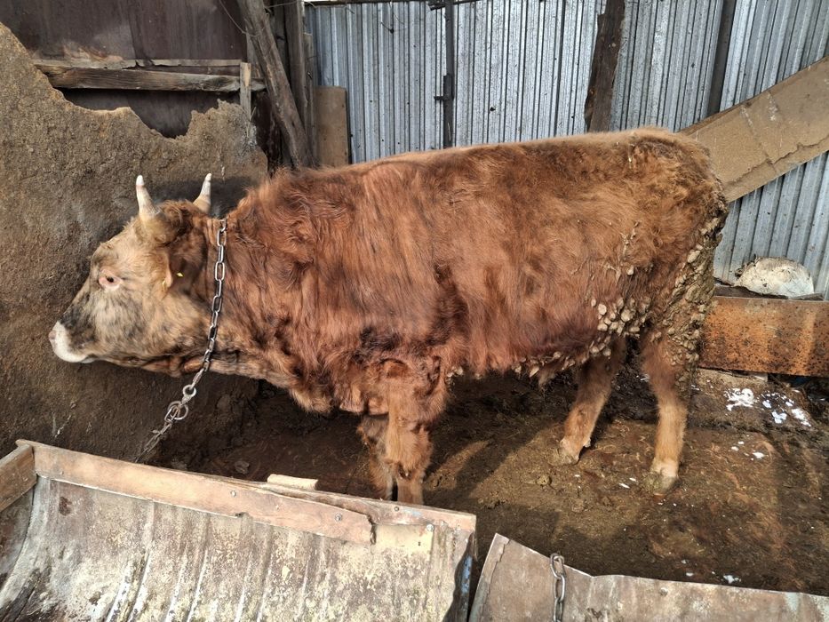 Продам бычка и телку