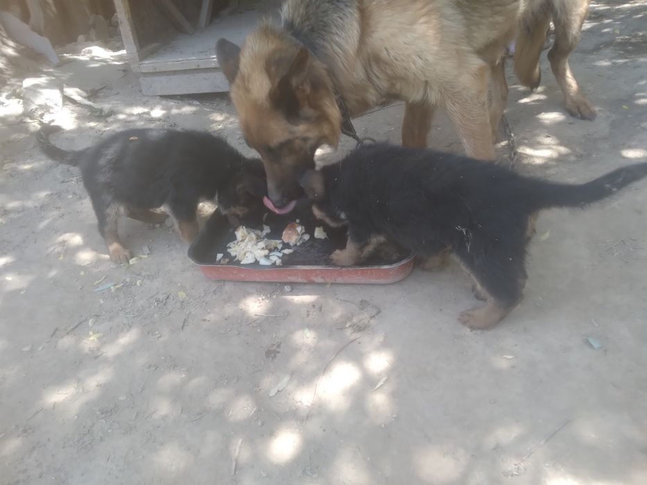 Неметецкий кушиклер