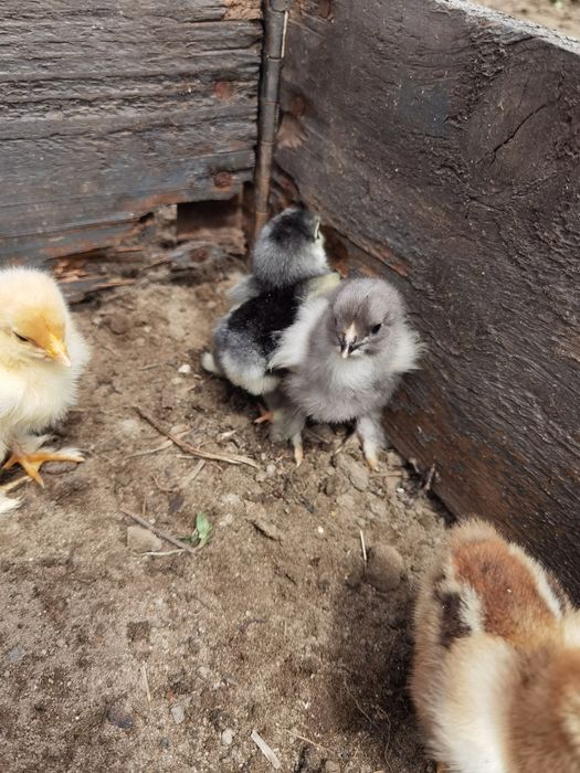 Pui și ouă Brahma "lemon si potirnichiu"