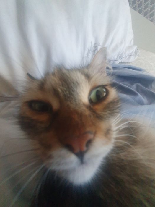 Котность 7 месяцов