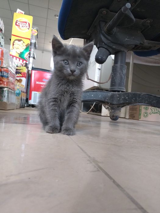 Котёнка в добрые руки
