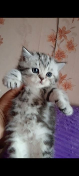 Открыта бронь на котят страйтов.