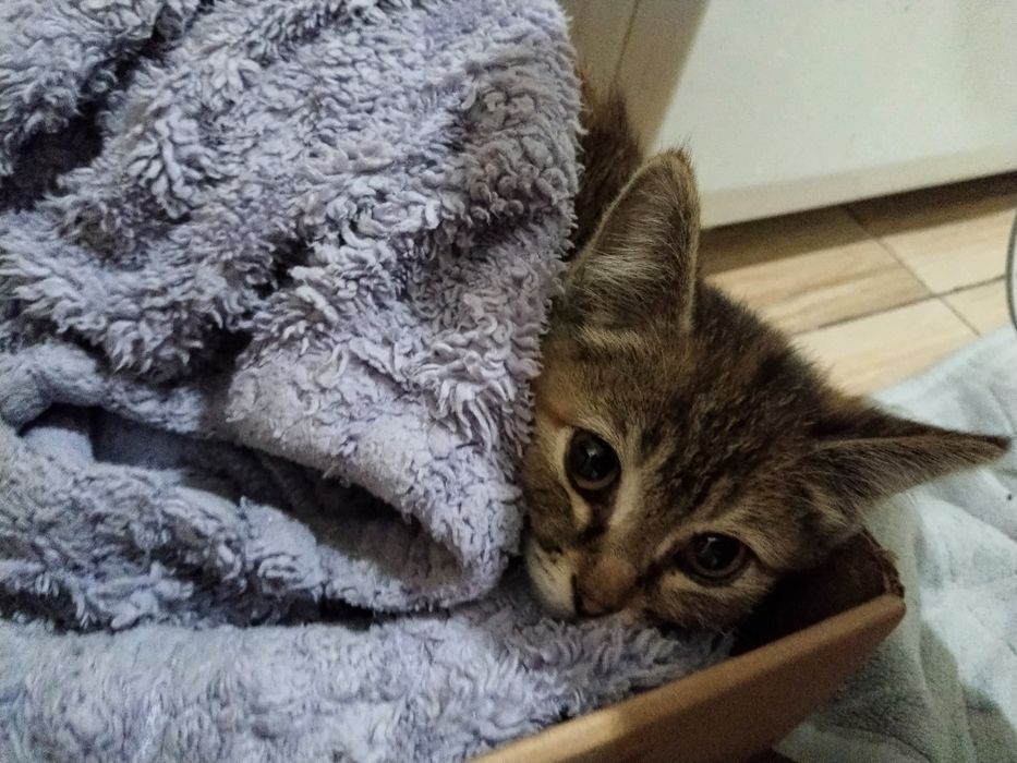 Отдам в добрые руки