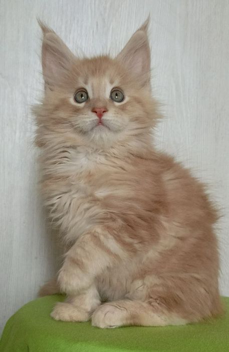 Породистые котята породы мейнкун