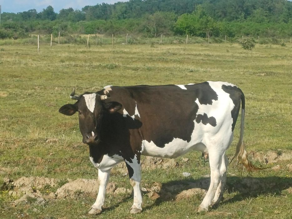 Vaca metis holstain