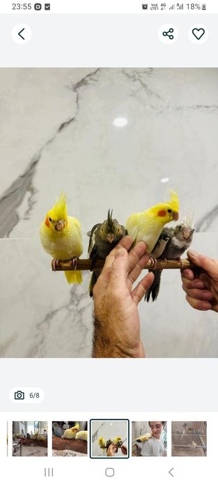 Попугаи волнистые и кореллы