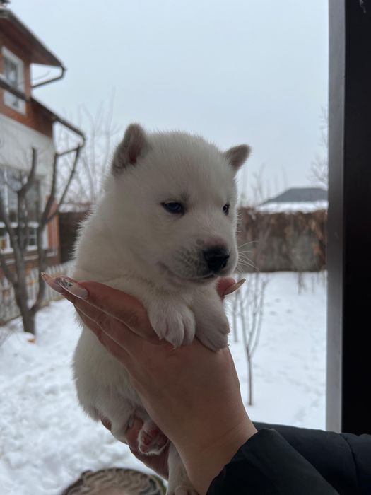 Хаски молочно белого цвета 2 мальчика