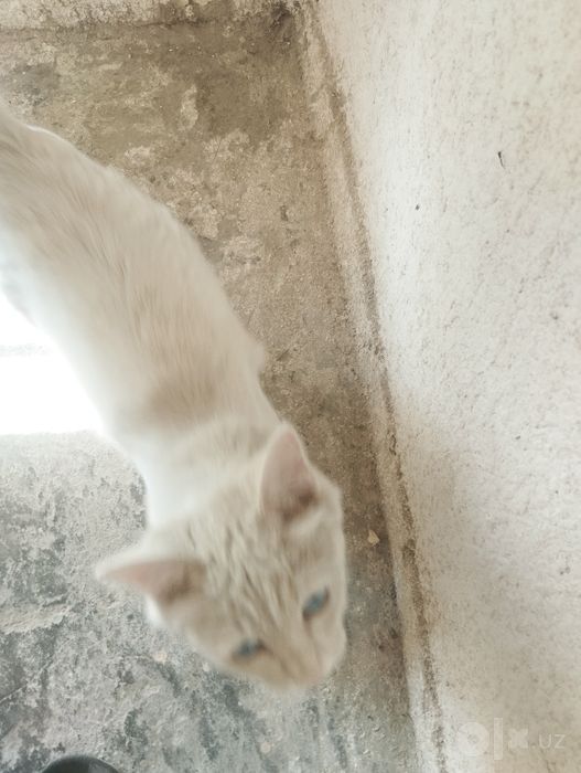 Очень милый котенок