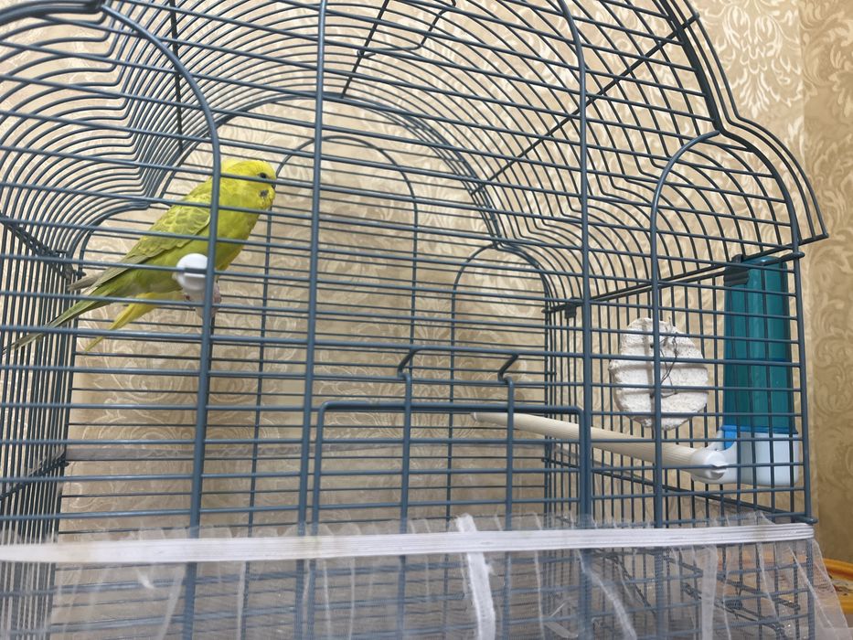 Волнистый попугай