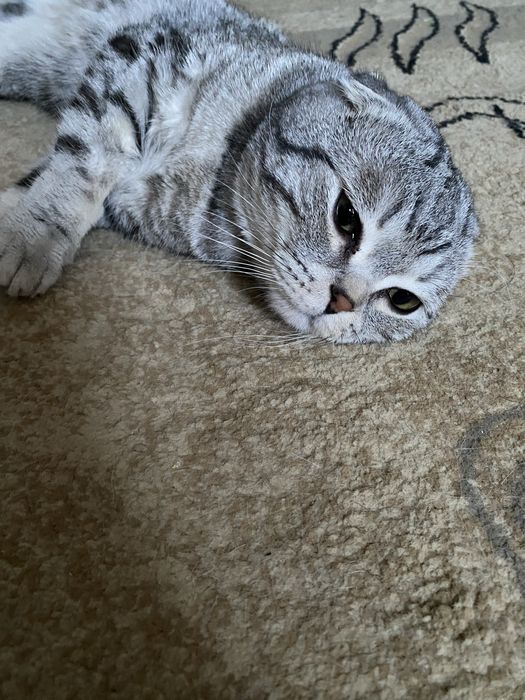 Скотиш фолд кот пишите на ватсап