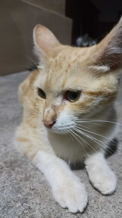 Отдам в добрые руки котят