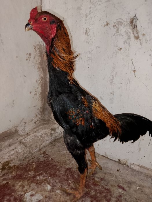 Продам молодого петуха микс