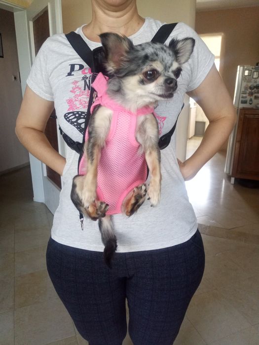 Кенгуру за малък любимец