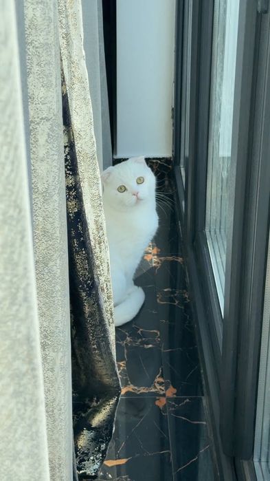 Adoptie Scottish Fold-Motan 3 ani