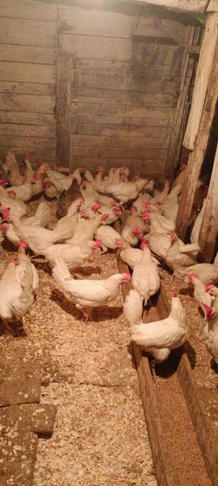 Куры несушки с доставкой