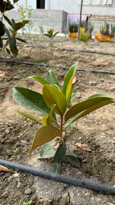 Магнолия Грандифлора кўчатлари сотилади!