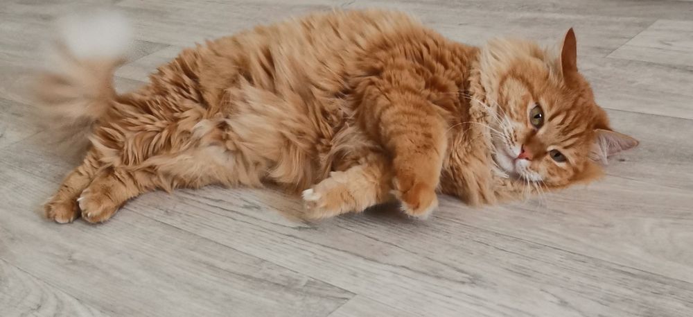 Кошечка в добрые руки